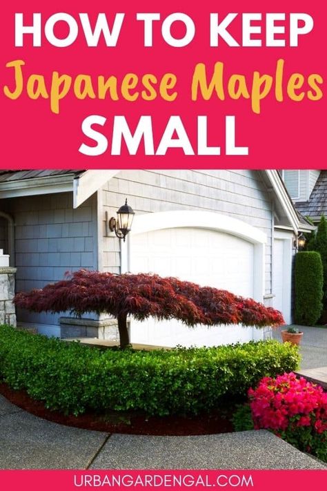 Small Japanese Maple Tree, Trimming Japanese Maple Trees, Japanese Red Maple Tree Landscapes, Prune Japanese Maple Tree, Maple Tree Front Yard, Japanese Maple Tree Garden, Maple Tree Garden, Japanese Maple Tree Care, Chinese Maple Tree