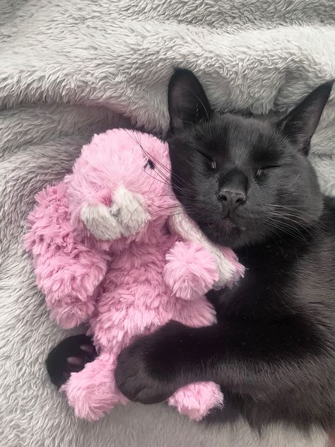 Spoiled Cat Aesthetic, Cat Holding Stuffed Animal, Fluffy Black Cat, Black Cat Pink Aesthetic, Black Cat Aesthetic, Kitten Cute, Pink Banana, Striped Cat, Stuffed Animal Cat