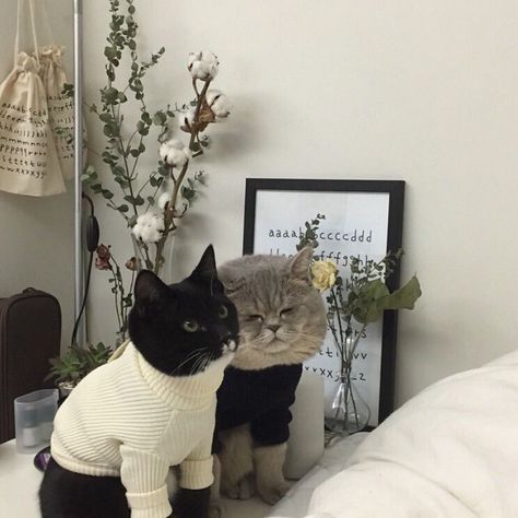 Cats In Sweaters, Two Cats, Cat Person, Cat Aesthetic, Cute Creatures, Crazy Cat Lady, 귀여운 동물, Animals Friends, Crazy Cats