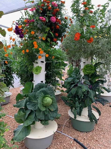 Dream Garden Vegetable, Aeroponic Tower, Plant Tower, Vertical Container Gardening, Aeroponic System, Garden Venue, Tower Garden, Garden Layout, Farm Gardens