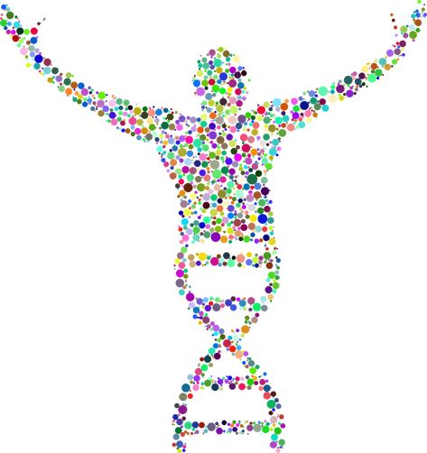 Somatic Cell, Dna Methylation, Mitochondrial Dna, Dna Replication, Dna Sequence, Human Dna, Human Genome, Gene Expression, Molecular Biology