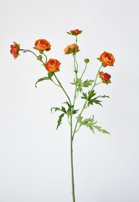 Orange Ranunculus, Long Stem Flowers, Leaf Photography, Long Flowers, Flower Collage, Flower Stem, Favorite Flowers, Different Flowers, Flower Bud