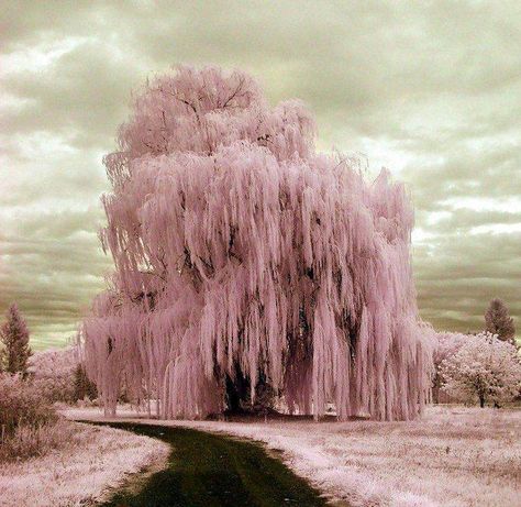 Frozen Weeping Willow - Beautiful Weeping Willow Tree, Infrared Photography, Weeping Willow, Surrealism Photography, Pink Trees, Tree Photography, Willow Tree, 판타지 아트, Beautiful Tree