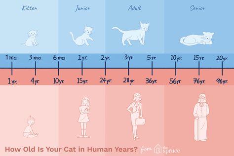 cat age to human age chart Cat Years, Cat Ages, Long Cat, Older Cats, Cat Info, Senior Cat, Modern Pet, Old Cats, Cat Health