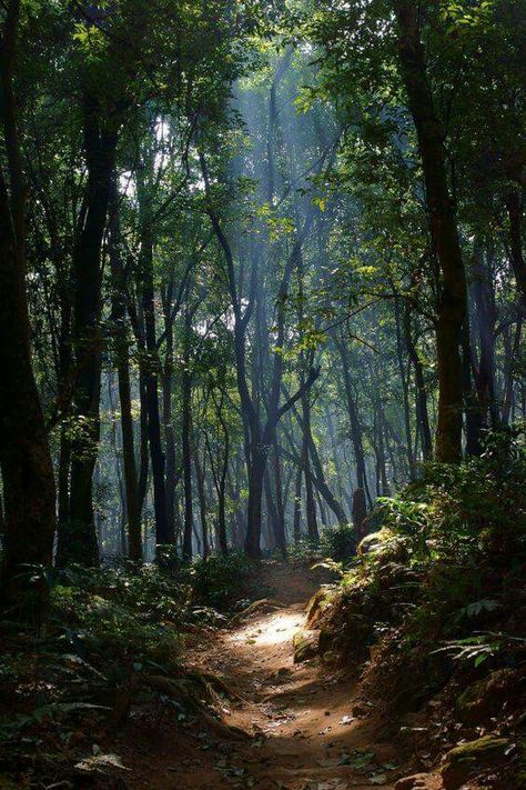 Forest path 숲 사진, Lukisan Lanskap, Image Nature, Mystical Forest, Forest Path, Forest Photography, Walk In The Woods, Alam Yang Indah, Nature Aesthetic