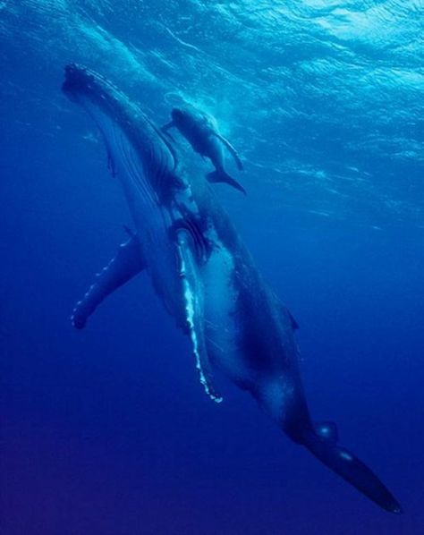 14 Beautiful Photos of Animal Moms With Their Babies Blue Whale Photo, Tonga Island, Big Blue Whale, Whale Swimming, Creature Marine, Sea Mammal, Water Animals, Water Life, Marine Mammals