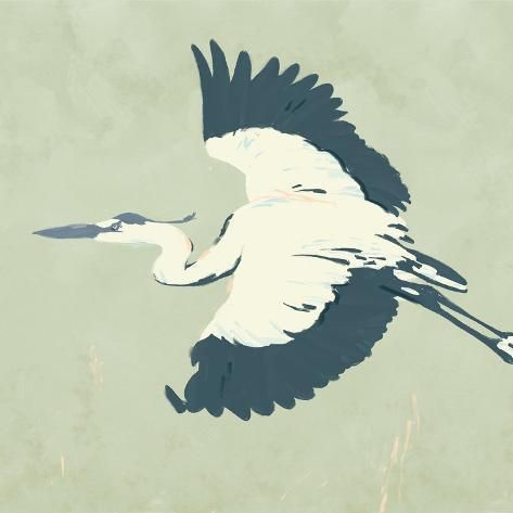 size: 12x12in Art Print: Heron Flying II by Jacob Green : Flying Heron, Heron Flying, Green Canvas Art, Green Heron, Dune Art, Arte Inspo, Large Canvas Prints, Stock Paper, Fine Arts Posters