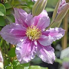 Cheap Climbing Plants For Sale Online UK - Buy Climbing Plants | Van Meuwen Climbing Clematis, Clematis Plants, Making Plant Pots, Clematis Flower, Clematis Vine, Bonsai Flower, Plant Fungus, Garden Vines, Garden Compost