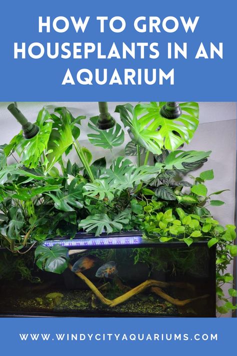 How To Grow Houseplants In An Aquarium - Click To Learn More! Plant Only Aquarium, Plants Above Fish Tank, House Plants In Aquarium Fish Tanks, Live Planted Aquarium, House Plant Aquarium, Fish Tank Water For Plants, Growing Plants In Fish Tank, Growing Bamboo In Water, House Plants In Aquarium