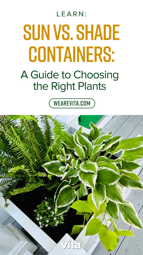 Dive into our guide on sun vs shade containers and master the art of Thrillers, Fillers, and Spillers. Check it out now at wearevita.com/blogs 🌺✨

#myvita #GardenGoals #ContainerGardening #ThrillersFillersSpillers Thrillers Fillers Spillers, Shade Containers, The Key To Success, Container Gardens, Key To Success, Container Garden, Choose The Right, Container Gardening, Check It Out