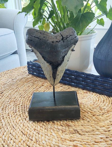 "A Massive 5.75\" Megalodon shark tooth weighing 15.6 oz that includes a custom stand. This authentic fossil with display has not been altered and will  make a great addition to any home. Teeth are 5 to 20 million years old fossils.  Not only was the Megalodon the biggest shark that ever lived, it was the largest marine predator in the history of the planet. They ranged in size from 40' to 80' long from head to tail with the average adults being 55 to 60 Feet long.  They weighed as much as 50 to Shark Tooth Decor, Biggest Shark, Tooth Art, The Megalodon, Big Shark, Teeth Art, Megalodon Shark, Megalodon Tooth, Shark Tooth