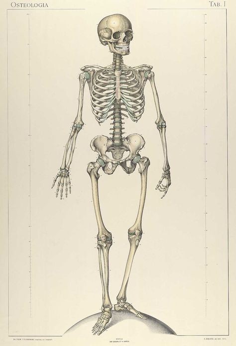 Skeleton Standing, 2 Skeletons, Human Skeleton Anatomy, Skeleton Anatomy, Skeleton Drawings, Human Body Art, A Level Art Sketchbook, Skeleton Illustration, Animal Illustration Art