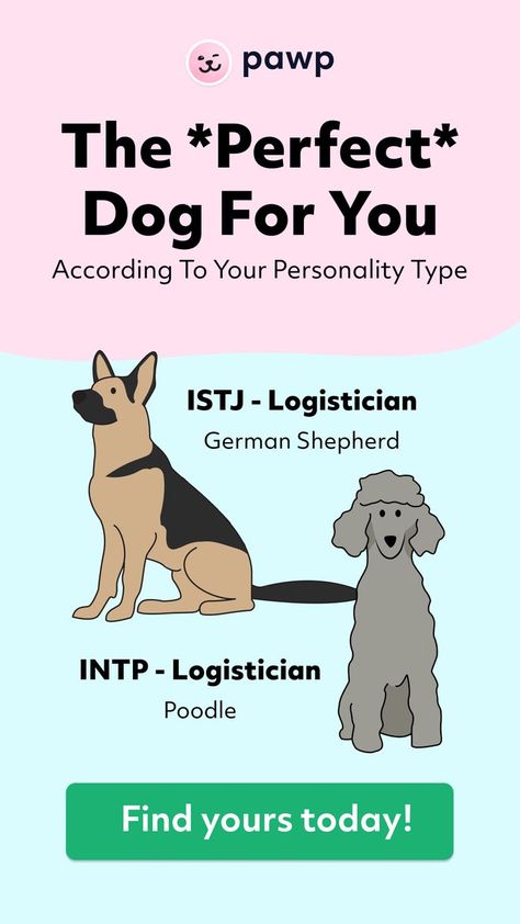 You may already know what your MBTI type is, but if you don’t, we made a fun version of the Myers-Briggs quiz for dogs here. Make sure you come back and find the dog breed that fits your personality type to a T. Happy adopting! Dog Breed Quiz, Dog Breeds Chart, All About Dogs, Types Of Dogs Breeds, Best Small Dogs, Different Types Of Dogs, Dog Match, Mbti Type, All Types Of Dogs