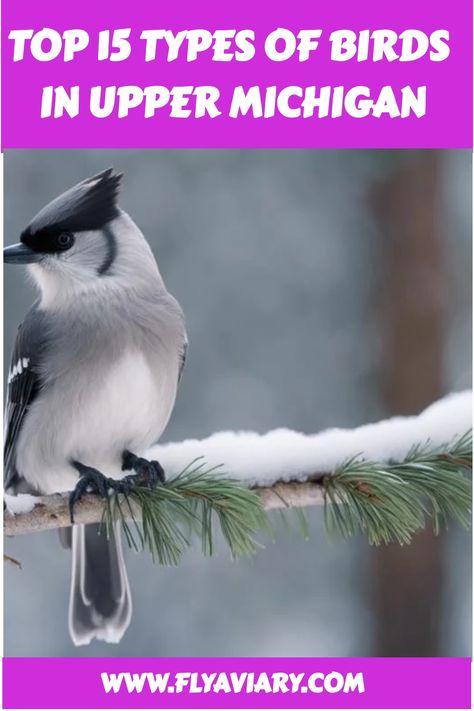 Discover the diverse 🐦 types of birds in Upper Michigan! From majestic eagles to colorful warblers, there's so much to see. #UpperMichiganBirds #BirdWatching Gray Jay, Common Loon, Types Of Birds, Upper Michigan, Upper Peninsula Michigan, Flightless Bird, Bird Care, Colorful Parrots, Upper Peninsula