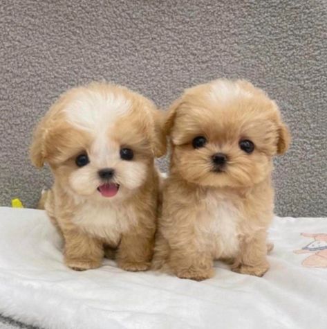 Cute Puppies Photos, Small Fluffy Dogs Breeds, Cute Small Dogs That Stay Small, Cute Puppy Wallpaper Iphone, Small Dog Aesthetic, Pictures Of Cute Puppies, Ugly Puppies, Puppies Aesthetic, Cute Tiny Dogs