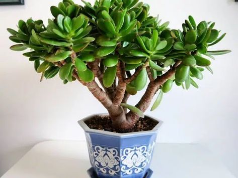 Cómo cuidar de la planta Jade en interiores - Succulent Avenue Dollar Plant, Jade Succulent, Jade Tree, Lucky Plant, Plantas Bonsai, Garden Waterfall, Succulent Cuttings, Crassula Ovata, Easy Care Plants