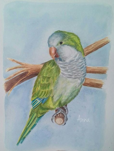 Memorial portrait of my quaker parrot Crash by artist Anna Yesionova. Parakeet Art, Quaker Parrot, Parrot Drawing, Memorial Portrait, Elevation Drawing, Parrots Art, Mosaic Artwork, Creative Artwork, Pretty Birds