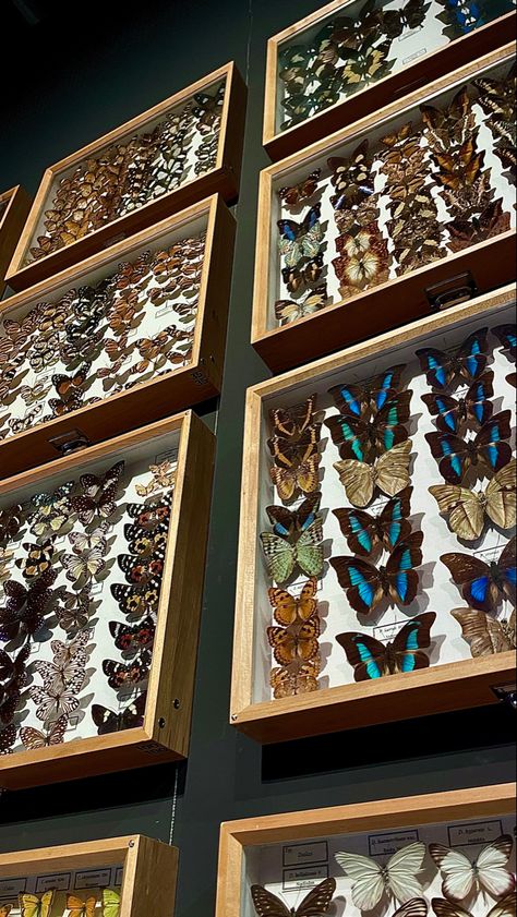 Wall Of Butterflies, Butterfly Collection Aesthetic, Butterfly House Aesthetic, Butterfly Preservation, Butterfly Taxidermy Art, Museum Wallpaper, Butterfly Dome, Butterfly Museum, Butterfly Bedroom