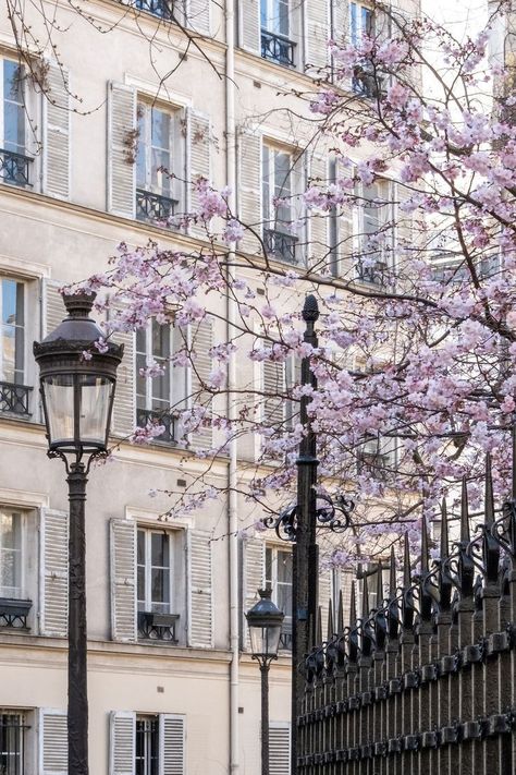 French Tiktok, Viral Tiktok Pasta, Tiktok Pasta, Paris Flowers, Paris In Spring, Spring In Paris, Violet Aesthetic, March 5th, Lavender Aesthetic