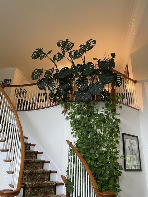 21 Monstera Trellis Ideas | Balcony Garden Web Monstera Trellis, Indoor Plant Trellis, Indoor Vines, Monstera Wall, Small House Garden, Indoor Trellis, Monstera Plants, Indoor Plant Wall, Trellis Ideas