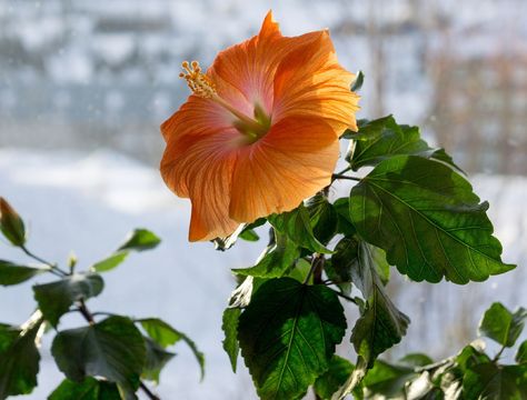 Hibiscus Image, Hibiscus Plant, Plant Images, Houseplants Indoor, Plant Growth, Potting Soil, Growing Flowers, Grow Lights, Hibiscus Flowers