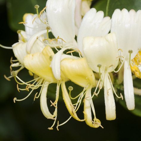 Best fragrant garden climbing plant for pollinators Lonicera periclymenum 'Heaven Scent' Climbers For Shade, Wild Honeysuckle, Fragrant Garden, Honeysuckle Flower, Fragrant Plant, Garden Shrubs, Small White Flowers, Flowering Plants, Garden Care