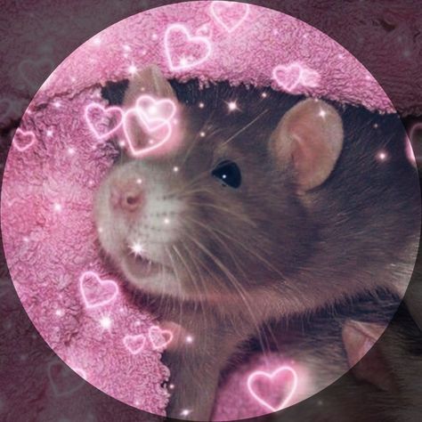 Rat Pfp, Matching Cat Pfp Friends, Matching Cat Pfp, Profile Picture Icon, Pfp Friends, Dog Match, Cute Rats, Funny Profile, Picture Icon