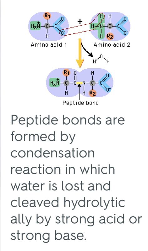 Peptide Bond, Chemistry Notes, Nursing Study, Amino Acids, Chemistry, Nursing, Pins, Quick Saves