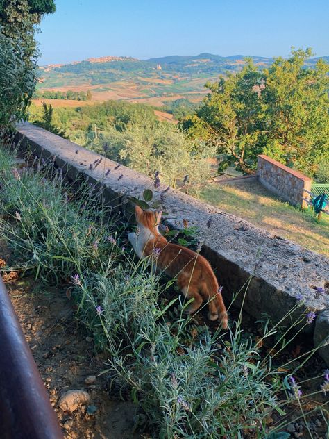 Tuscany Countryside Aesthetic, Italian Cottagecore Aesthetic, Italian Countryside Landscape, Italy Farm Aesthetic, France Countryside Aesthetic, Countryside House Aesthetic, Italy Countryside Aesthetic, Italian Cottagecore, Southern Italy Aesthetic