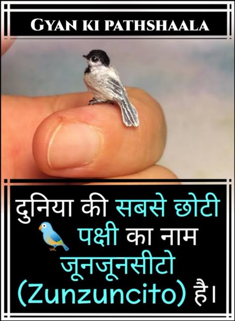 Amazing Facts About Animals, Science Facts Mind Blown, General Knowledge For Kids, Psychological Facts Interesting, Interesting Facts In Hindi, Fun Facts About Life, Interesting Science Facts, True Interesting Facts, Interesting Facts About World