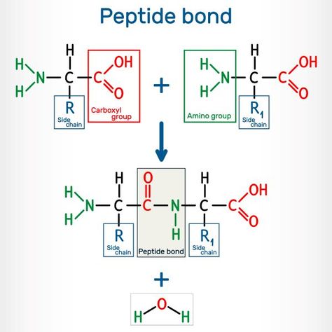 Peptide bonding Polypeptide Synthesis Model, Peptide Bond, Amino Acid, Biochemistry, Amino Acids, Biology, Chemistry, Science, Funny