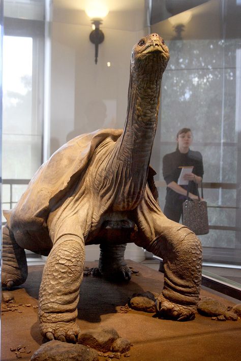 Pinta Giant Tortoise, Pinta Island Tortoise, Old Tortoise, Tortoise Art, Pet Tortoise, Taxidermy Display, Cute Tortoise, Baby Tortoise, Galapagos Tortoise