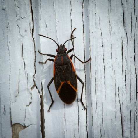 Here’s why you may be seeing boxelder bugs during the winter months. Storing Fresh Basil, Boxelder Bugs, Box Elder Bugs, Box Elder, Fresh Basil, Winter Months, The Winter, Basil, Bugs