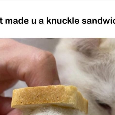 CatCurio - Best Online Cat Store | Cat Gifts | Cat Moms | Pets on Instagram: "Knuckle sandwich, with a little extra punch! 🥊 😂" Cat Store, Cat Mom, Cat Gifts, Sandwiches, Gifts, Instagram