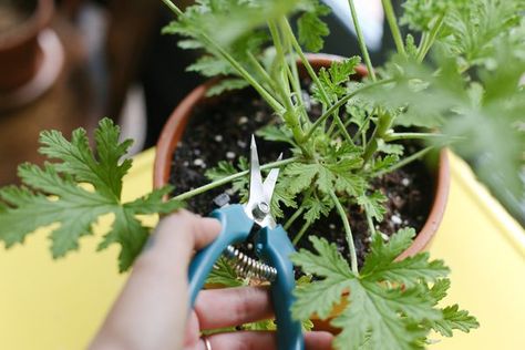 How to Propagate Citronella Geraniums (with Pictures) | eHow Citronella Plant Care, Geraniums Garden, Citronella Plant, Mosquito Plants, Growing Cilantro, Geranium Plant, Scented Geranium, Mosquito Repelling Plants, Yard Landscape