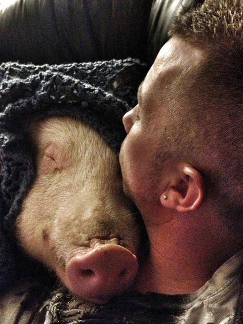 This couple thought they adopted a mini-pig, but it grew up into 670 pounds of cuteness. They decided to dedicate their lives to opening an animal sanctuary, and have raised $440,225 to get started! Miniature Pigs, Micro Pigs, Mini Pigs, Pet Pigs, Animal Sanctuary, Animal Rights, Animals Friends, Bored Panda, Beautiful Creatures