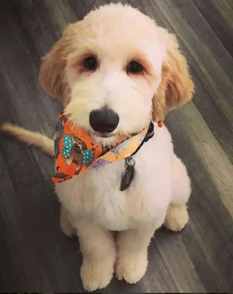 20+ Best Goldendoodle Haircut Pictures - The Paws Mini Goldendoodle Haircut, Goldendoodle Haircut Styles, Goldendoodle Grooming Styles, Doodle Haircuts, Doodle Cuts, Labradoodle Grooming, Doodle Grooming, Goldendoodle Haircuts, Goldendoodle Grooming