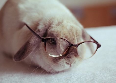 Bunny in glasses Bunny Tumblr, Bunny With Glasses, Somebunny Loves You, Wearing Glasses, All Things Cute, Cuteness Overload, Cute Bunny, Animals Friends, A Cat