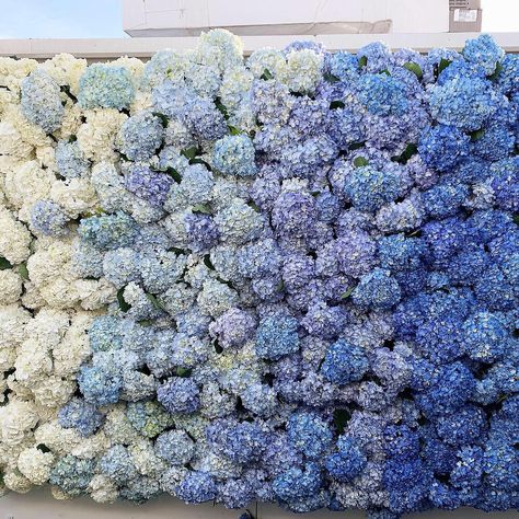 Blue Hydrangea Wedding, Blue Green Wedding, Preston Bailey, Beach Plum, Baby Blue Weddings, Flower Walls, Reception Ceremony, Hydrangeas Wedding, Wedding Wall