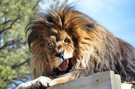 Contemplate the quiet nobility of the king of the jungle. | The 17 Most Majestic Things That Ever Existed Awkward Animals, Funny Lion, Real Animals, Regnul Animal, Animal Humor, Roi Lion, Hilarious Stuff, Lion Pictures, Le Roi Lion