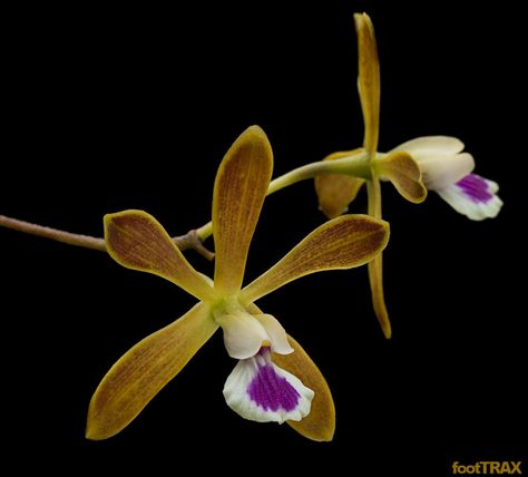 Florida Butterfly Orchid:  Encyclia tampensis Butterfly Orchid, Ways To Show Love, Orchid Flowers, Down South, Orchid Flower, In The Wild, All Plants, In Bloom, Botany