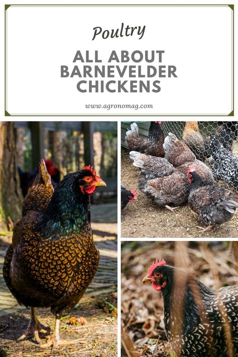 Barnevelder Chicken, Chicken Breeds, The Way, Chicken, Animals