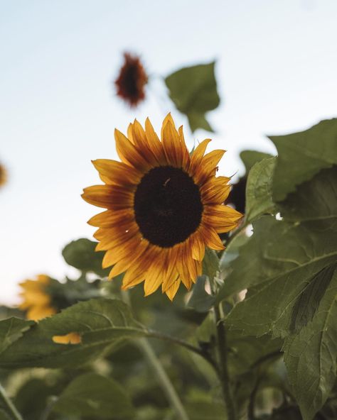 They are one of my favorites. 1000 sunflowers in my house I wouldn't get tired of them. #flower #sunflower #summervibes #summertime #sun #maine #mainelife #thewaylifeshouldbe #visualsofearth #earthoutdoors #forevermagazine #knowthismind #gominimalmag #outdoortones #sonyalpha #sonyalphafemale Flower Sunflower, Beautiful Backyards, Sony Alpha, Backyards, My Favorites, My House, Summer Vibes, Sunflower, Maine