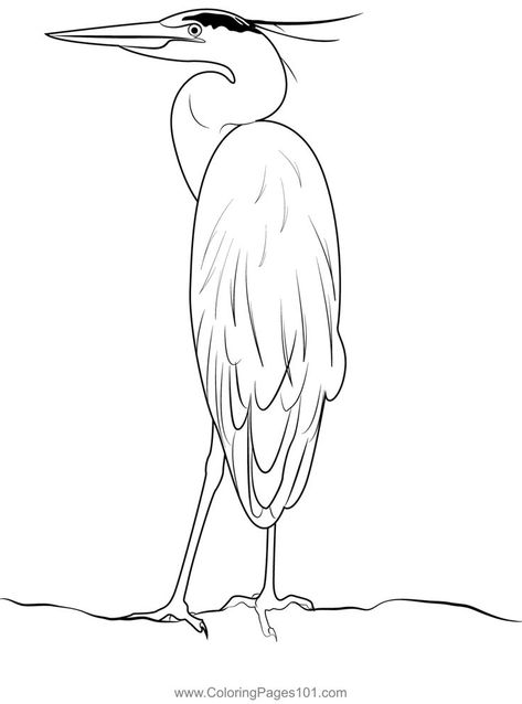 Great Blue Heron On Rock Coloring Page How To Draw A Blue Heron, Blue Heron Drawing, Grey Heron Drawing, Rock Coloring, Blue Heron Coloring Page, Great Blue Heron Mosaic, Great Blue Heron, Pond Life, Herons