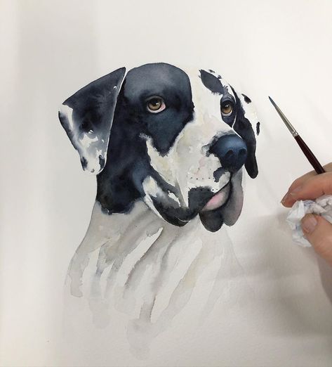 Nadine Dudek on Instagram: “Working on a Great Dane today - not a bad way to spend the day given it’s freezing outside  #watercolour #watercolor #arr #melbounreartist…” Watercolor Dogs, Watercolor Dog, Great Dane, Art Watercolor, Animal Paintings, A Bad, Watercolor Painting, Watercolor Art, Moose Art