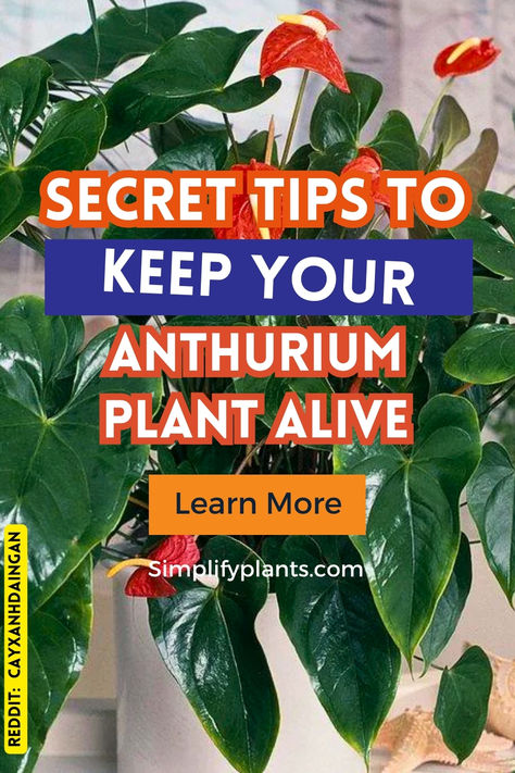 Flamingo Plant Care, Flamingo Lily Plant Care, Anthurium In Water, Anthurium Plant Care, Flamingo Lily, Anthurium Care, Red Anthurium, Lily Plant Care, Flamingo Plant