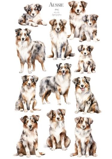 Border Collie Watercolor, Shepherd Watercolor, Dogs Watercolor, Watercolor Dogs, Dog Design Art, Dog Watercolor Painting, Merle Australian Shepherd, Puppy Clipart, Dog Portraits Painting