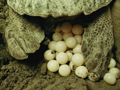 Turtle Eggs, Oviparous Animals, Desert Tortoise, Baby Sea Turtles, Tortoise Turtle, Green Sea Turtle, Turtle Love, Egg Laying, Wild Creatures