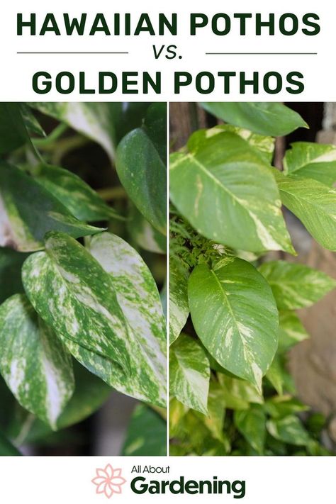 Hawaiian Pothos, Types Of Houseplants, Golden Pothos, Pothos Plant, Leaf Coloring, Yellow Leaves, Potting Soil, Leaf Shapes, The Golden