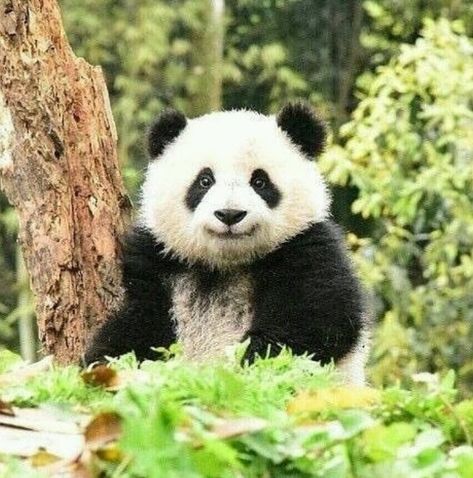 See Panda Panda Bebe, Baby Panda Bears, Panda Eyes, Panda Lindo, Panda Art, Panda Love, Haiwan Peliharaan, Giant Panda, Baby Panda